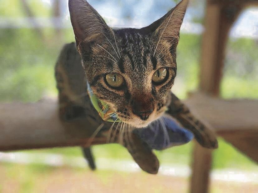 Lenny